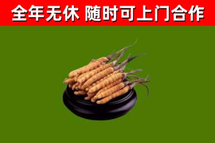 荆州回收冬虫夏草